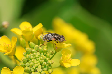 aphid flies on the Yellow cauliflower