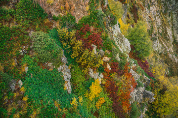 Colorful flora on the slopes of the Caucasus mountains. Flora painted in autumn colors. Plants cover the rocks