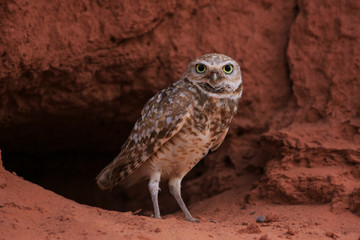 A Burrowing owl guards his burrow in Utah
