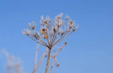 A plant covered with frost on a sunny winter day.