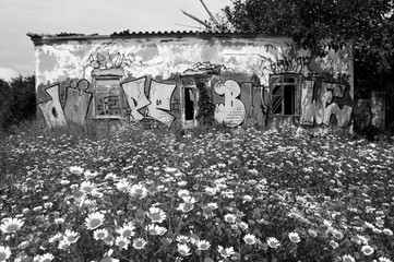 Old abandoned stone farm house  covered with graffiti surrounded by daisy flowers. South of Portugal. Black white historic photo.
