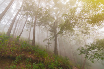 Fototapeta na wymiar Pine tree forest with fog near mountain at Doi Mon Jong, Chiang Mai, Thailand
