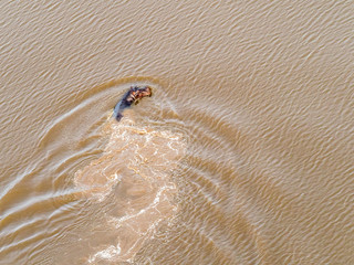 Aerial view on big hippo floating in water, hippopotamus floating in the river, Okavango Delta, Botswana, Africa