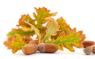 Autumn leaves and acorns.