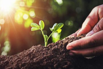 farmer planting small tree with sunlight in nature. agriculture concept