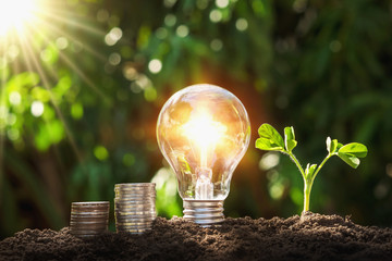 lightbulb with young plant and money stack on soil. concept saving energy and money