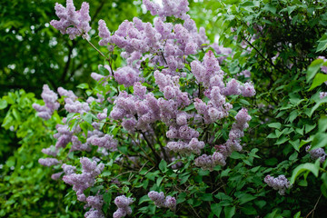 purple flowers in the garden