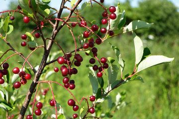 A Prunus Virginiana shrub, with a field background. Prunus Virginiana is commonly called...