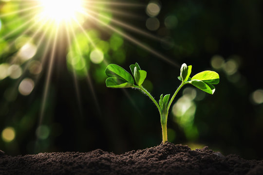 young plant growing in garden with sunlight