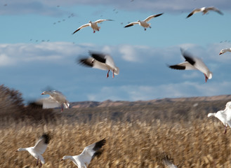 Intentional blur shot with slow shutter speed to get the blurred wings of snow geese landing in a corn field