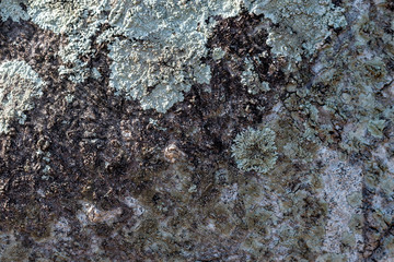 bark of a tree 007