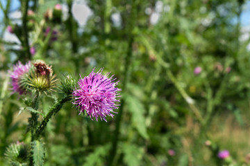 A thistle flower with lots of green plants in the background.