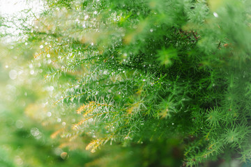 Branch of tropical coniferous plants after rain . Beautiful green background. Photographed close-up. Drops on branches