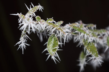 Some deciduous shrub covered with frost. Detailed view.
