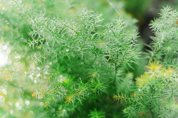 Branch of tropical coniferous plants after rain . Beautiful green background. Photographed close-up. Drops on branches