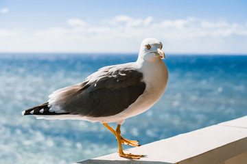 Seagull sitting on the window against the beautiful sea. Sunny day. Clouds over the sea