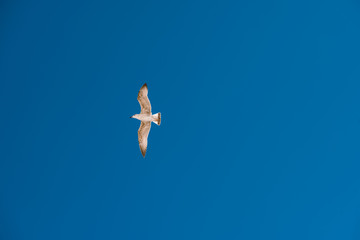 Seagull on blue sky background. The clear blue sky the Seagull soars with its wings outstretched
