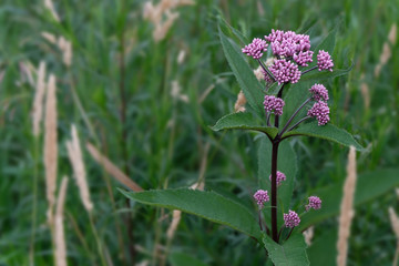 A spotted Joe-pyeweed (Eutrochium Maculatum) in a field of green plants. Blurred background. Beautiful Flowers.