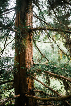 Cedar Tree In The Evening Light