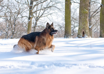 German Shepherd in the winter forest