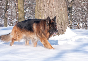 German Shepherd in the winter forest.