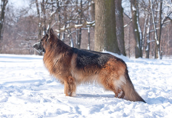 German Shepherd in the winter forest