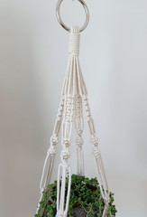 A hand made cotton macrame plant hanger with a metal ring. The plant is a 