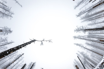Snow covered winter forest