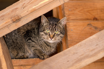 Tabby cat in the attic of a wooden house