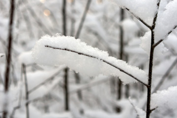 tree branches after heavy snowfall