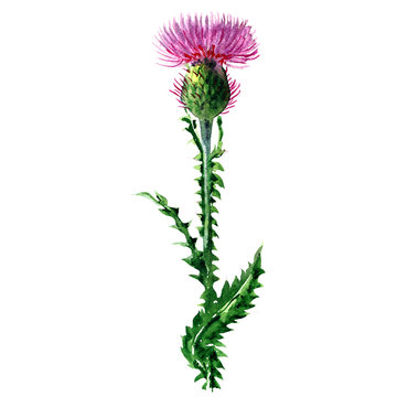 Purple Milk thistle, Silybum Marianum, wild plant, medicine flower with leaf, herb, isolated, hand drawn watercolor illustration on white background