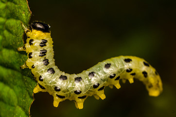 caterpillar on leaf