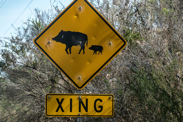 Pig crossing near Ribera Road, Carmel-by-the-Sea, California