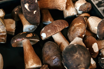 Picked Boletus edulis. Mushroom background