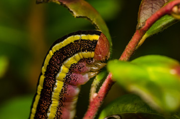 green caterpillar on leaf