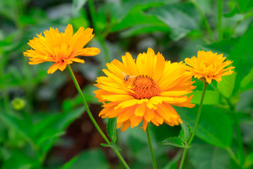 Saiju taro in the botanical garden