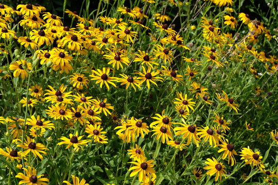 A Field Full Of Beautiful Bloomed Black Eyed Susan (Rudbeckia Hirta) Flowers. 