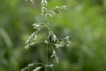 Insect on a tall grass plant