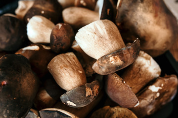 Picked Boletus edulis. Mushroom background