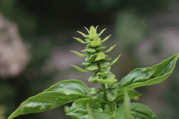 Interesting organic architecture, macrophotography