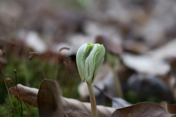 Fragile young tree on the forest floor, seedling