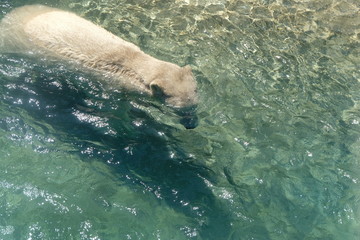 Obraz premium A Polar Bear Curiously Swimming With Its Body Almost Submerged Underwater Moving To The Center.