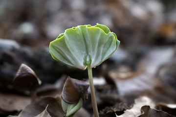 Very young tree plant on the forest floor, seedling