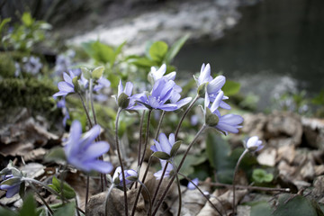 Group of purple flowers by the river