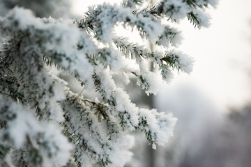 Winter landscape: green spruce branch covered with snow. Copy space.