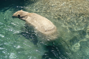 A Polar Bear Curiously Swimming With Its Body Almost Submerged Underwater. Subject Is Centered.