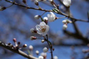 Tree flower - fastest to bloom