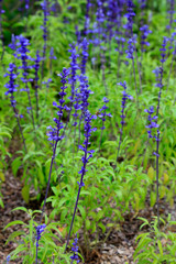 Fototapeta premium Sage in the botanical garden