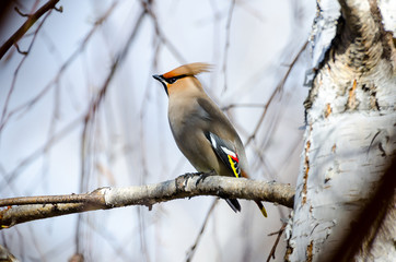 Bohemian waxwing