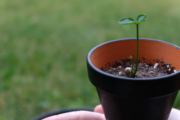 An Orange Seedling In A Pot With A Hand Holding It. Close Up. An Orange Seed Sprouting With A Young Seedling.